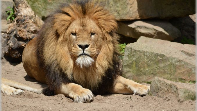 Artis_dierentuin Artis